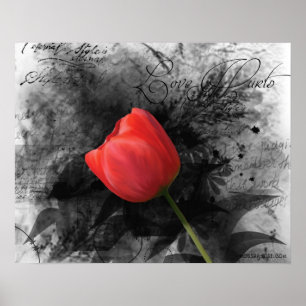 Rode Tulp Poster