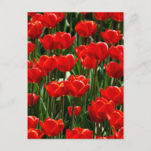 Rode Tulp Roos Bloemen Fotografie Briefkaart
