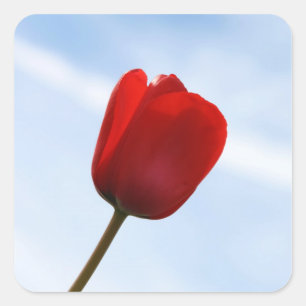 Rode Tulp Sticker