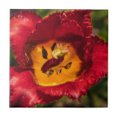 Rode tulp tegeltje (Voorkant)