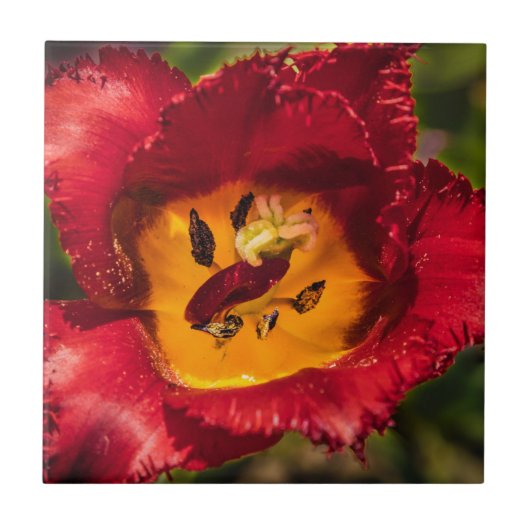 Rode tulp tegeltje (Voorkant)