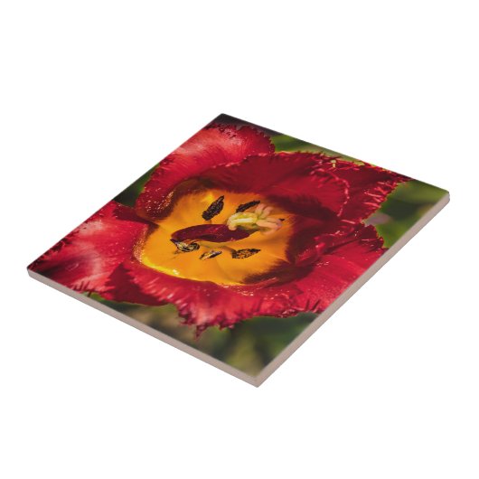 Rode tulp tegeltje (Zijkant)