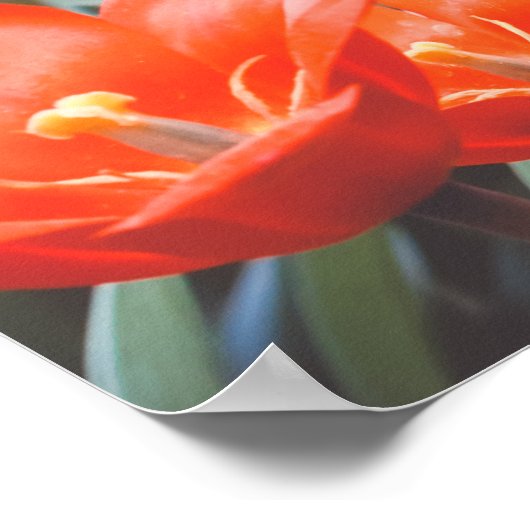 Rode tulp veldposter poster (Hoek)