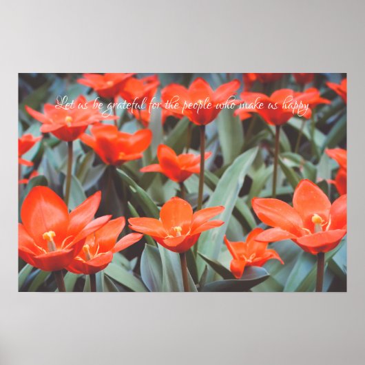 Rode tulp veldposter poster (Voorkant)