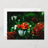 Rode Tulp - Zijne Majesteit de Koning Briefkaart (Voorkant / Achterkant)