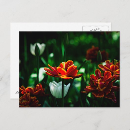 Rode Tulp - Zijne Majesteit de Koning Briefkaart (Voorkant / Achterkant)