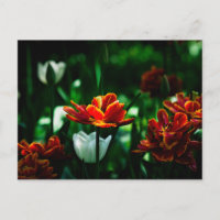 Rode Tulp - Zijne Majesteit de Koning