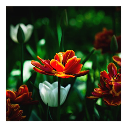 Rode Tulp - Zijne Majesteit de Koning Foto Afdruk (Voorkant)