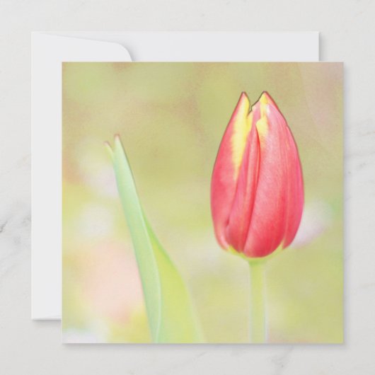 rode tulpbloem alle feestdagen kaart (Achterkant)