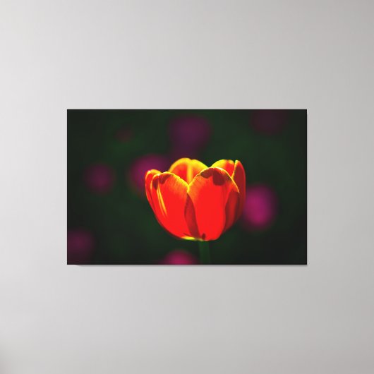 Rode tulpbloem canvas afdruk (Voorkant)