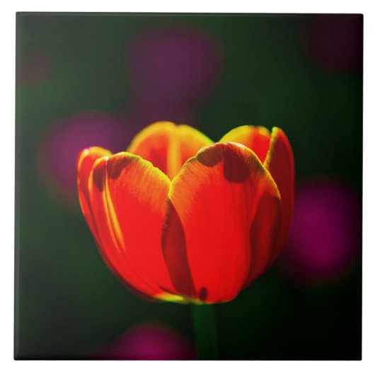 Rode tulpbloem tegeltje (Voorkant)