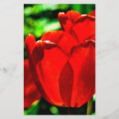Rode tulpbloemen flyer (Achterkant)