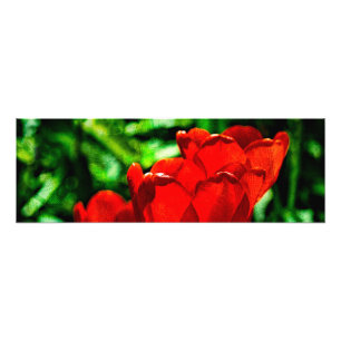 Rode tulpbloemen foto afdruk