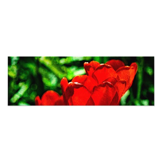 Rode tulpbloemen foto afdruk (Voorkant)