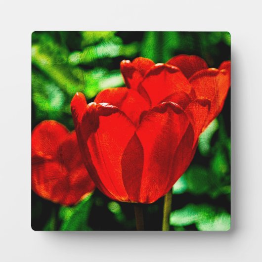 Rode tulpbloemen fotoplaat (Voorkant)