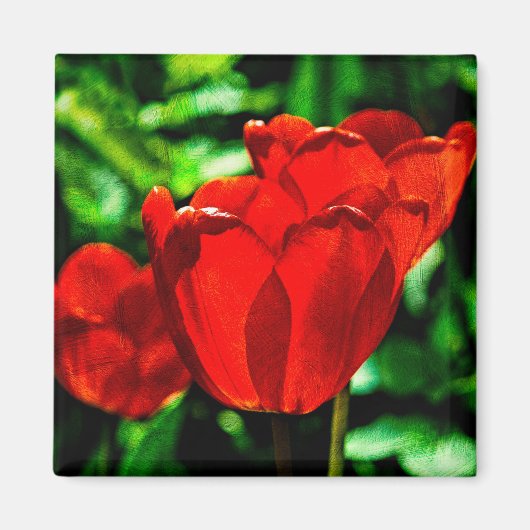 Rode tulpbloemen magneet (Voorkant)