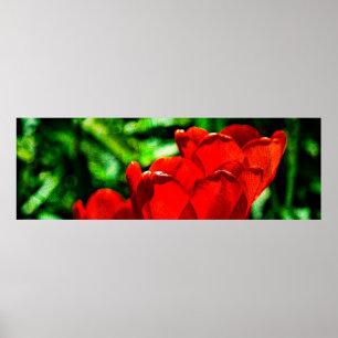 Rode tulpbloemen poster