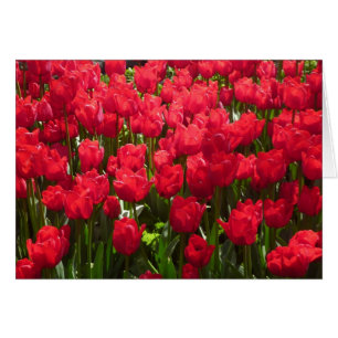 rode tulpen