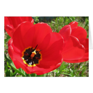 Rode tulpen