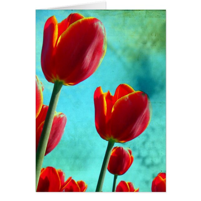 Rode tulpen (Voorkant)
