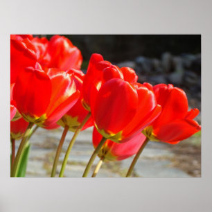 Rode tulpen bloemschilderijen lente tulpenbloemen poster