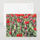 Rode tulpen briefkaart (Voorkant / Achterkant)
