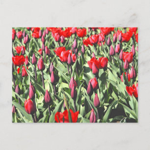 Rode tulpen briefkaart