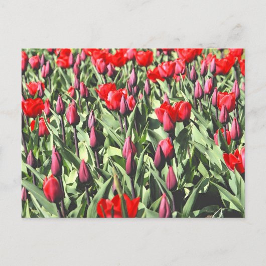 Rode tulpen briefkaart (Voorkant)