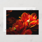 Rode tulpen donkere achtergrond briefkaart (Voorkant / Achterkant)