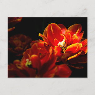 Rode tulpen donkere achtergrond briefkaart
