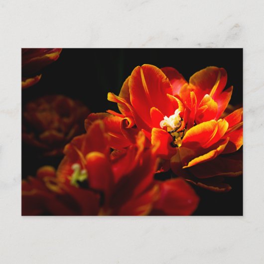 Rode tulpen donkere achtergrond briefkaart (Voorkant)