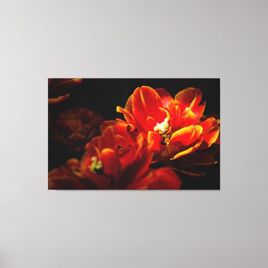 Rode tulpen donkere achtergrond canvas afdruk (Voorkant)