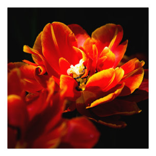 Rode tulpen donkere achtergrond foto afdruk