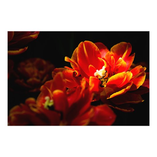 Rode tulpen donkere achtergrond foto afdruk (Voorkant)