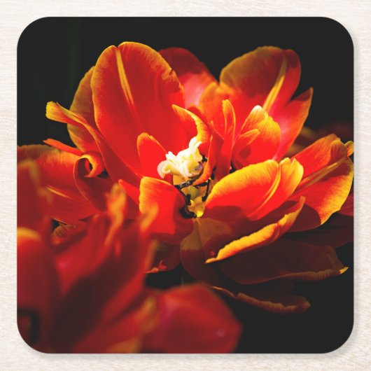 Rode tulpen donkere achtergrond kartonnen onderzetters (Voorkant)