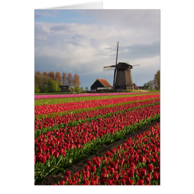 Rode tulpen en een windmolen (Voorkant)