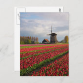 Rode tulpen en een windmolen briefkaart (Voorkant / Achterkant)