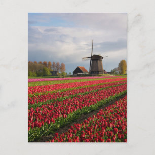 Rode tulpen en een windmolen briefkaart