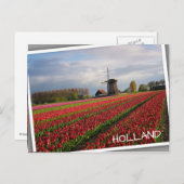 Rode tulpen en een windmolen briefkaart (Voorkant / Achterkant)