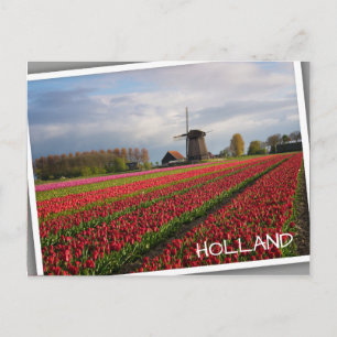Rode tulpen en een windmolen briefkaart