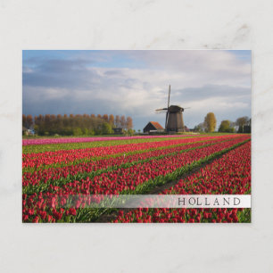 Rode tulpen en een windmolen briefkaart