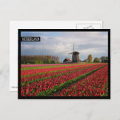 Rode tulpen en een windmolen briefkaart (Voorkant / Achterkant)