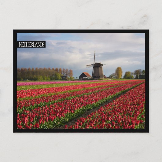 Rode tulpen en een windmolen briefkaart (Voorkant)