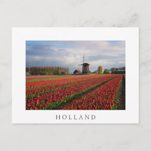 Rode tulpen en een windmolen briefkaart