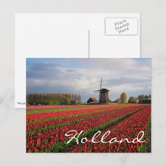 Rode tulpen en een windmolen briefkaart (Voorkant / Achterkant)
