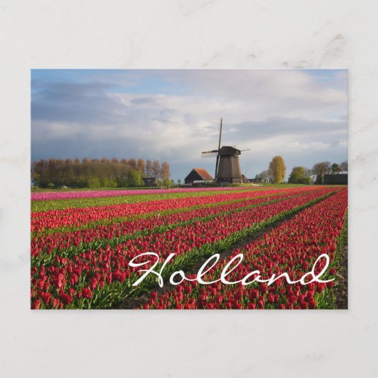 Rode tulpen en een windmolen briefkaart (Voorkant)
