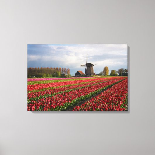Rode tulpen en een windmolen canvas afdruk (Voorkant)