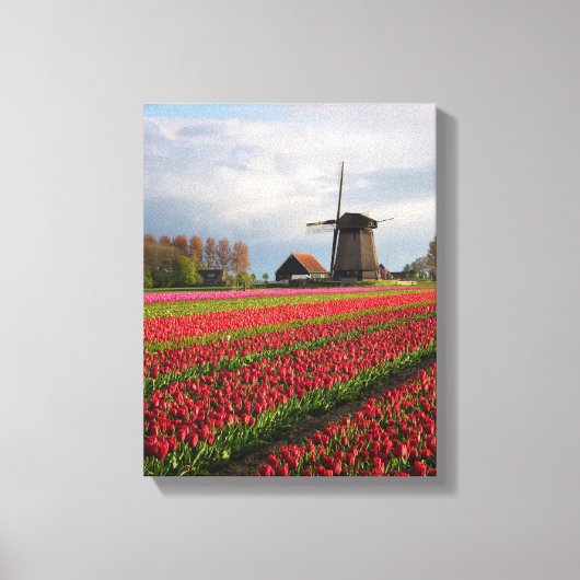 Rode tulpen en een windmolen canvas afdruk (Voorkant)