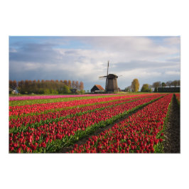 Rode tulpen en een windmolen foto afdruk