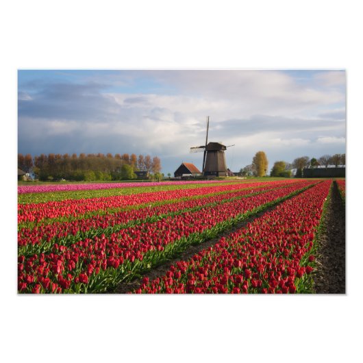 Rode tulpen en een windmolen foto afdruk (Voorkant)